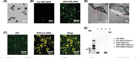 Figure From Mesoporous Silica Nanoparticles Mediate Sirna Delivery