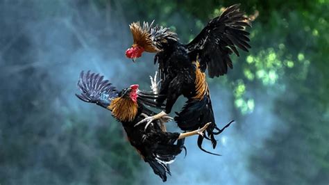 ap cock fight
