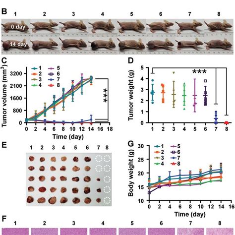 P2ir1061‐rgd Effectively Inhibits Tumor Growth In The 4t1 Breast