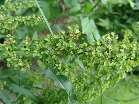 Curly dock – Rumex crispus - Plant & Pest Diagnostics