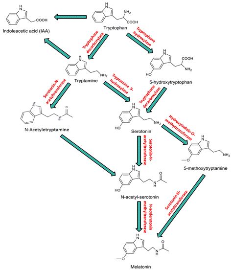 IJMS | Free Full-Text | Melatonin Mediates Enhancement of Stress ... 