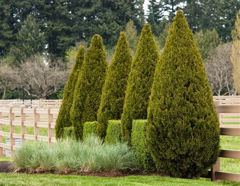 Spartan Juniper Privacy Trees Fast Growing Evergreens Shrubs