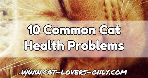 Common Cat Health Problems: Often Seen Feline Health Issues