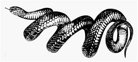 Reptile,art,serpent - Taylor Swift Reputation Snake, HD Png Download ...