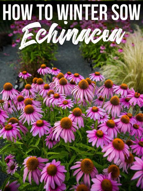 How To Winter Sow Echinacea Seeds Growhappierplants