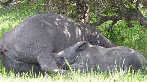 Days Murchison Falls Tour And Ziwa Rhino Sanctuary Adventure