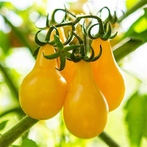 'Peardrop' Yellow Tomato Plant – Roots Plants