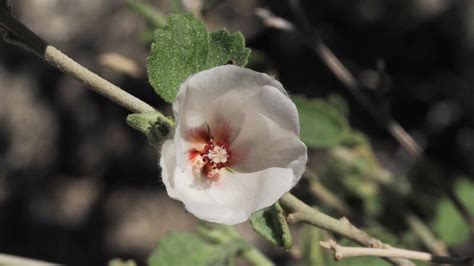 Plantfiles Pictures Hibiscus Species Paleface Rock Hibiscus