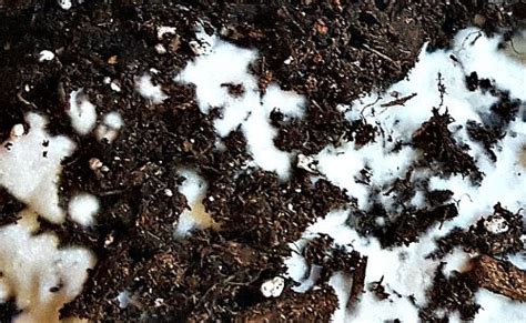 White Mold Growing On My Potting Soil The Hypertufa Gardener