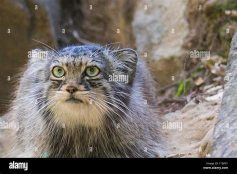 Manul pallas katze -Fotos und -Bildmaterial in hoher Auflösung – Alamy