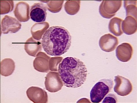 Leukocyte Morphology Flashcards Quizlet