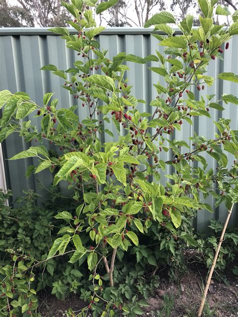 Permaculture Fruit Trees | Fruit Trees