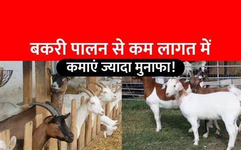 Goat Farming Business कम निवेश में होगा अधिक मुनाफा सरकार देगी 90