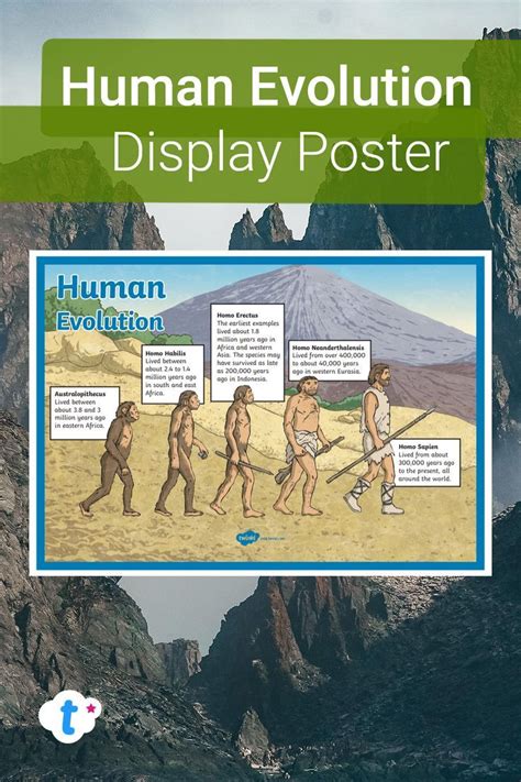 Human Evolution Display Poster. | Human evolution, Evolution, Human