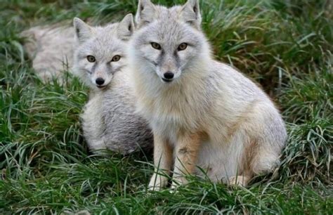 Corsac Fox Facts, Habitat, Diet, Life Cycle, Baby, Pictures