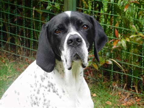 Cachorro Pointer Ingles 5