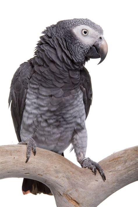 Timneh African Grey Parrot Health Personality Colors And Sounds