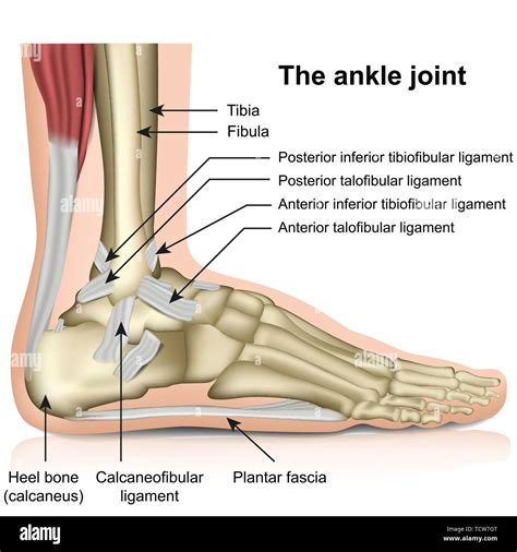 The Ankle Joint Tendons Of The Ankle Joint Foot Anatomy Vector