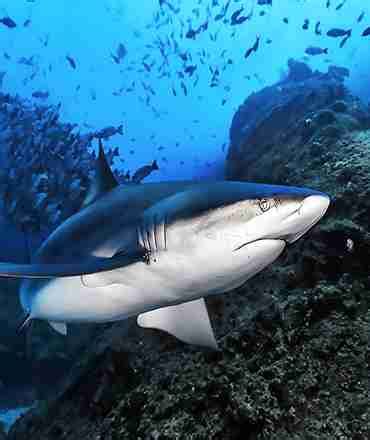 Plong E Avec Les Requins De Hurghada Red Sea Tripadvisor