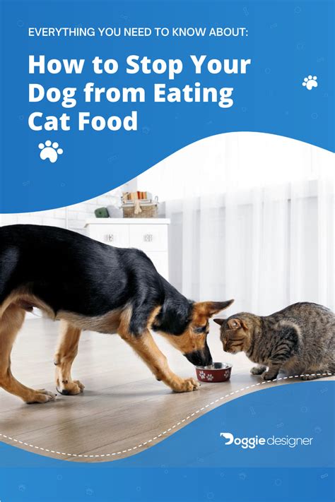 What Happens If The Dog Eats Cat Food Saeqqi