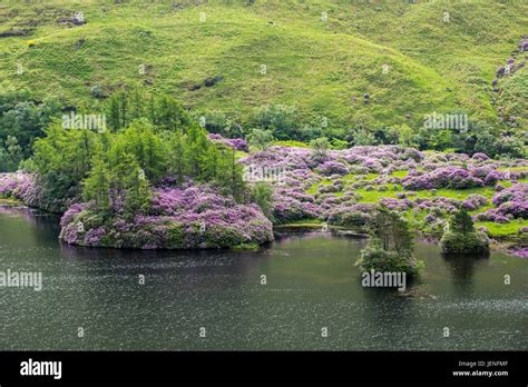 Rhododendron ponticum invasive hi-res stock photography and images - Alamy