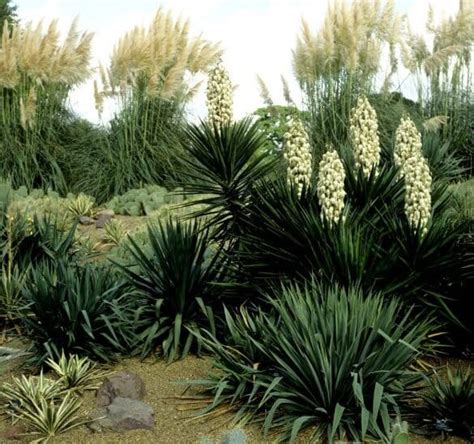 Cuidados Esenciales Para La Yucca Elephantipes En Exteriores Gu A