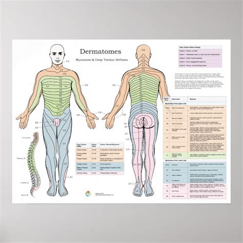 Dermatomes Myotomes And Reflexes