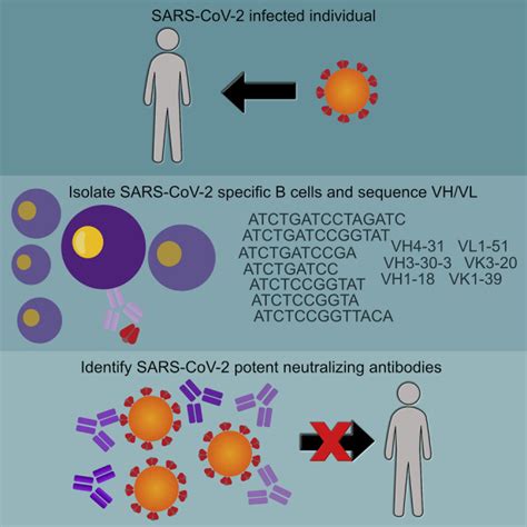 Analysis Of A Sars Cov 2 Infected Individual Reveals Development Of