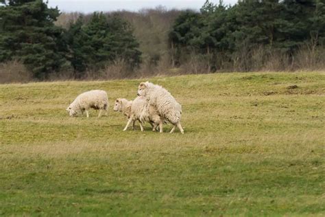 How To Breed Sheep Definitive Guide Sheepcaretaker