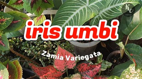 iris² umbi zamia varigata yang makin GEDE Propagating Zamia