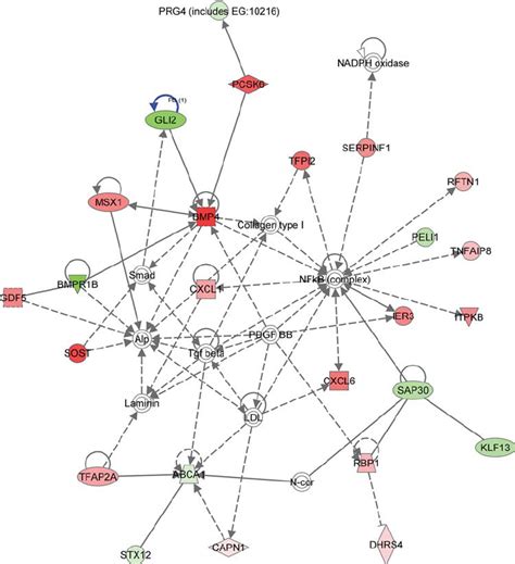 Top Scoring Ingenuity Pathways Analysis Functional Network The