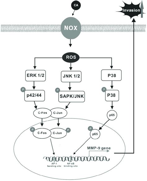 Scheme Of The Mechanism Underlying Ca Induced Mmp Expression In Colon