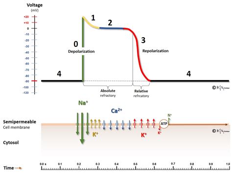 Cardiac Action Potential Diagram