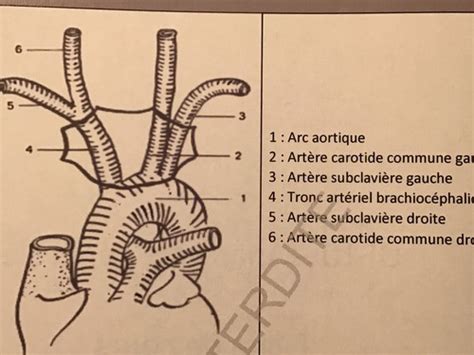 Ue Vascularisation T Te Et Cou Cartes Quizlet