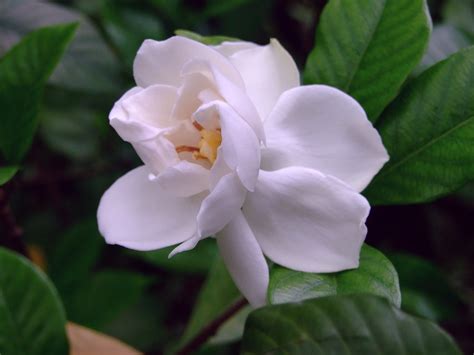 Rubiaceae Fortune S Cape Jasmine Gardenia Jasminoid Flickr