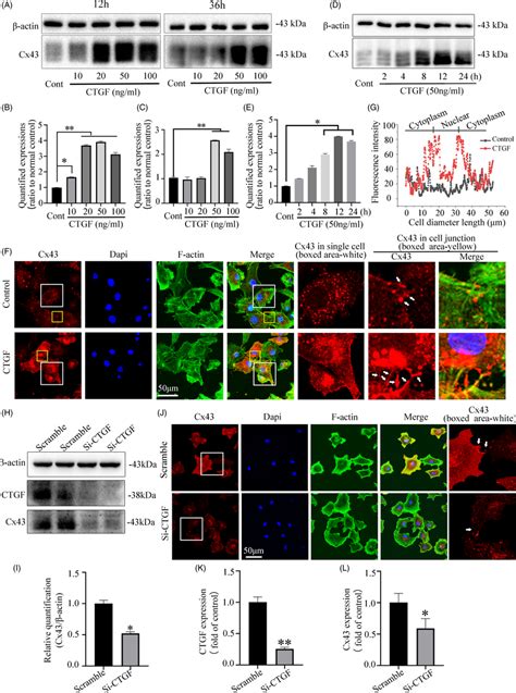 The CTGFenhanced Gap Junction Formation Is Dependent On The Increase