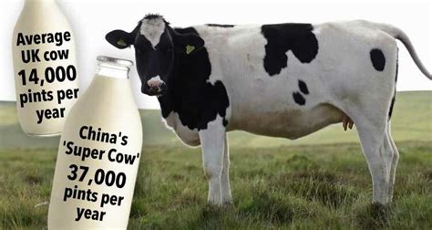 China Claims It Has Cloned Three Mutant Super Cows That Can Pump Out