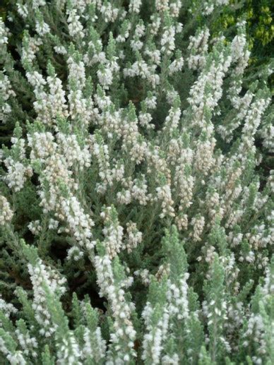 Calluna Vulgaris Velvet Fascination Struikheide Appeltern