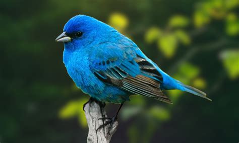 Meet the Indigo Bunting - Bluedot Living