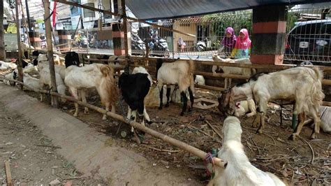 Harga Kambing Kurban Domba Gibas Dan Premium Terbaru Juni