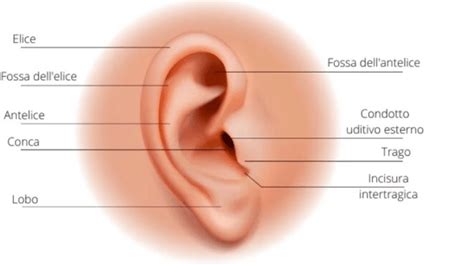 Giornata Mondiale Delludito Il 3 Marzo Casa Di Cura Piacenza