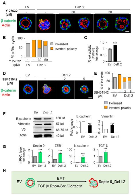 Cells Free Full Text Septin 9 Orients The Apicobasal Polarity Axis And Controls Plasticity