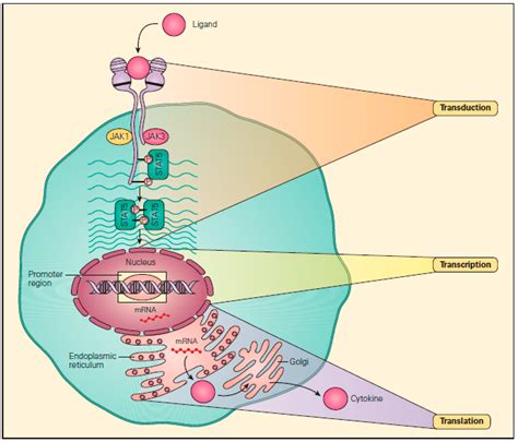 Biomolecules Free Full Text Essential Kinases And Transcriptional