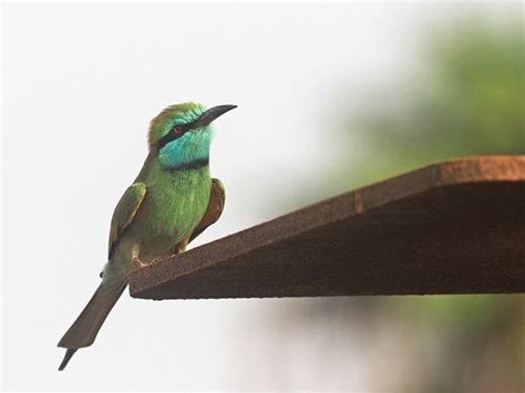 Arabian Green Bee Eater Merops Cyanophrys Amma Doux Flickr