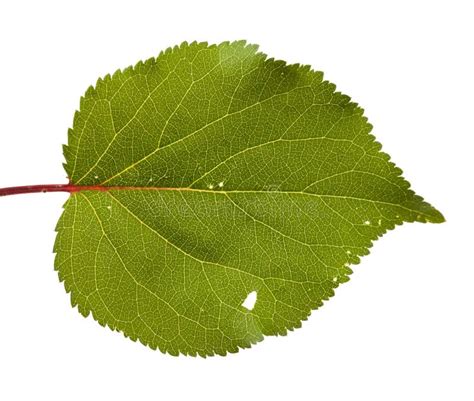 Leaves of the Apricot Tree. Isolated on White Stock Image - Image of ...