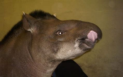 TAPIRS: The Tapir Preservation Fund (TPF): A tapir tongue at Dudley Zoo, UK