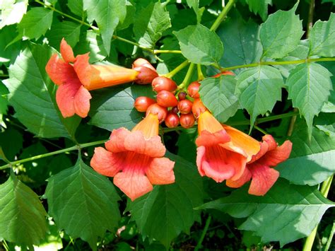 American Trumpet Vine Tva Whites Creek Small Wild Area Plants