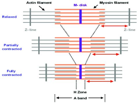 The Theory Of Sliding Filaments Behavior Of Actin Filaments In