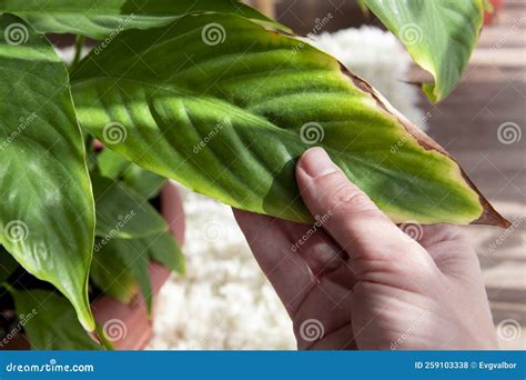 La Enfermedad De La Planta De La Casa Spathiphyllum Una Hermosa Planta