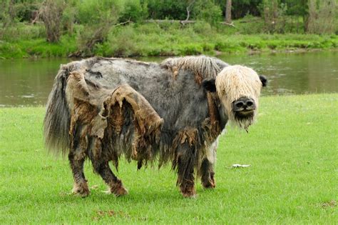 300000 Free Yak Animal And Yak Images Pixabay